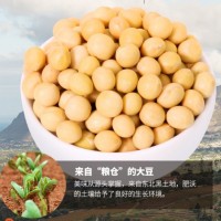 黃豆soybean廠家批發(fā)五谷雜糧大豆磨粉豆?jié){原料