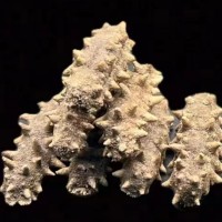 大連淡干純無鹽冷水速發(fā)海參九年參干參散裝送領(lǐng)導(dǎo)長輩實(shí)用禮品