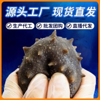 源頭廠家現(xiàn)貨不掛冰Q彈500g遼刺參鮮食海參大連即食海參批發(fā)