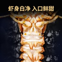 波士頓龍蝦大波龍鮮凍海鮮速凍澳洲澳龍超大特大