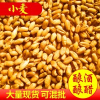 大量供應(yīng) 小麥 黑龍江帶殼小麥硬質(zhì)小麥種小麥
