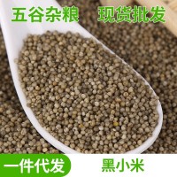 現(xiàn)貨供應(yīng)粗糧五谷雜糧東北黑小米 寶寶營(yíng)養(yǎng)黑小米 黑小米批