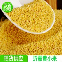 批發(fā)東北產(chǎn)黃小米·煮粥用黃小米雜糧米·磨面用米-小米