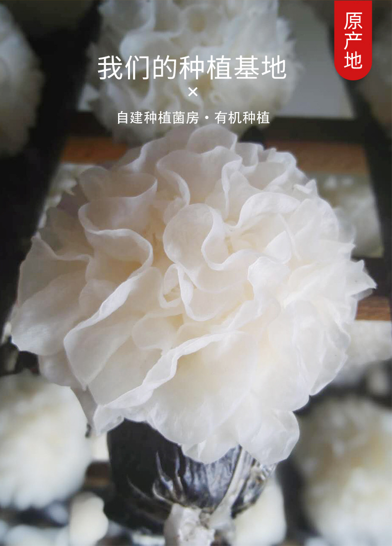 蓮果耳_03
