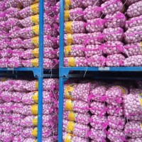 大量供應(yīng)山東大蒜，干蒜，鮮蒜、市場蒜。蒜米料，出口大蒜