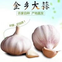 大蒜基地大量供應(yīng)金鄉(xiāng)大蒜，太空蒜，蒜種，大蒜種子