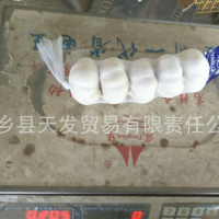 優(yōu)質(zhì)金鄉(xiāng)純白大蒜 質(zhì)優(yōu)價廉 歡迎詢價