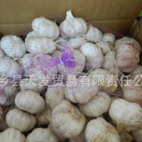 供應(yīng)金鄉(xiāng)大蒜 大蒜批發(fā) 蒜頭 普白大蒜 歡迎詢價
