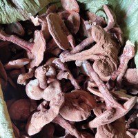 椴木靈芝 小棒靈芝批發(fā) 藥材市場(chǎng)專供 大批量起訂 2022新品 靈芝