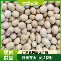 黃豆批發(fā) 東北黑龍江大豆 豆?jié){原料 豆類散裝雜糧