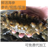 活海參大連長島鮮活刺參活體海參深海捕撈一件批發(fā)價(jià)
