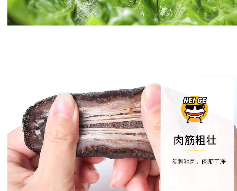 土耳其海參批發(fā)