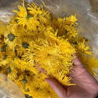 2022金絲皇菊散貨批發(fā)大朵一朵一杯菊花金絲婺源散貨產(chǎn)地基地供應(yīng)