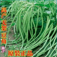 摘不敗無架長豆角種子 不用搭架子長豆角蔬菜種籽四季播種長豇豆