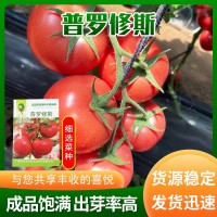 普羅修斯水果番茄種子菜種成品個(gè)頭飽滿水分多 時(shí)令蔬菜種子口感