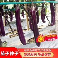 紅線茄種子紫紅長線茄春秋露地播種抗病耐寒茄子種籽四季蔬菜種子