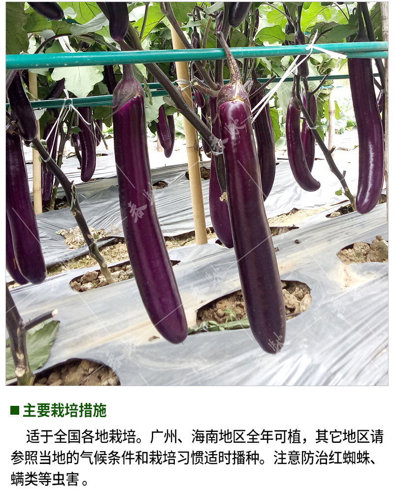 韓引紅茄-詳情頁-800_11.jpg