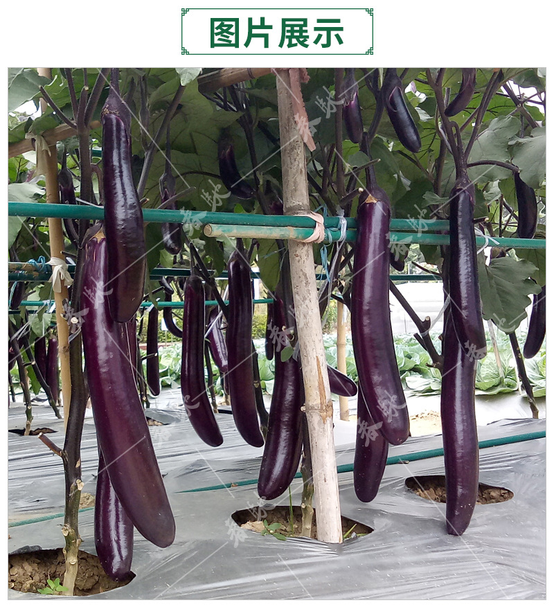 韓引紅茄-詳情頁-800_07.jpg