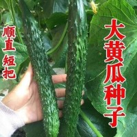 新育津研四號(hào)黃瓜種子刺黃瓜種子高產(chǎn)早熟菜園蔬菜種子老品黃瓜種
