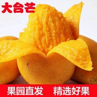 廣西百色大臺芒臺農(nóng)芒果新鮮當(dāng)季水果現(xiàn)摘非貴妃芒金煌芒一件代發(fā)
