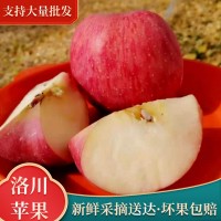 陜西洛川紅富士 80#24枚脆甜多汁原地批發(fā)