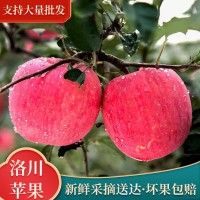 陜西洛川紅富士 75#24枚脆甜多汁原產(chǎn)地整箱批發(fā)