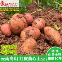 土豆新鮮紅皮黃心土豆10斤包郵現(xiàn)挖云南農家自種大洋芋新鮮馬鈴薯