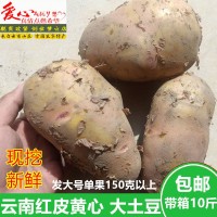 土豆新鮮大土豆紅皮黃心云南農家自種新鮮蔬菜馬鈴薯大號洋芋10斤