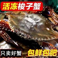 青島海鮮梭子蟹新鮮活凍野生大號螃蟹海蟹產(chǎn)地直銷
