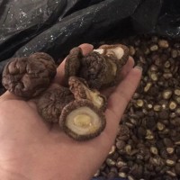 福建厚肉香菇厚面冬菇 3-4cm跟短厚肉剪跟香菇干貨 mushroom蘑菇