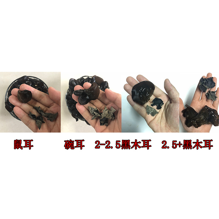 黑木耳750寬3