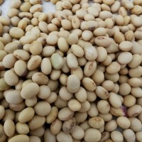 2022湖南五月早黃豆農(nóng)家新鮮腎形橢圓形發(fā)豆芽打豆?jié){老品種籽500g