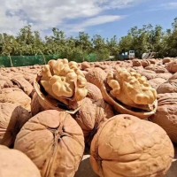 批發(fā)新疆185紙皮核桃肉飽滿(mǎn)手捏即開(kāi)手剝 185核桃 新疆薄皮核桃