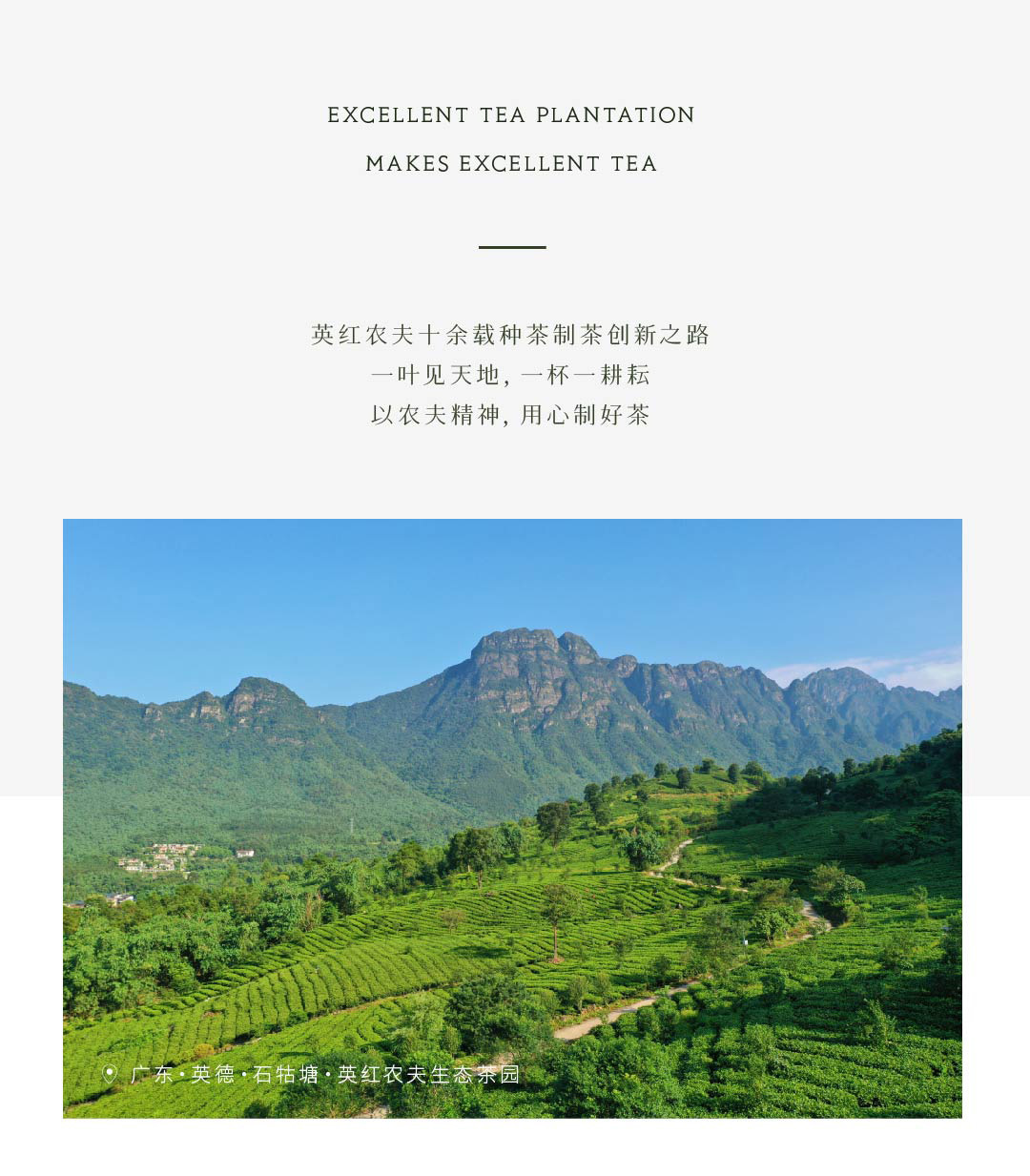 英德紅茶 英紅九號 茶葉 綠茶 紅茶2