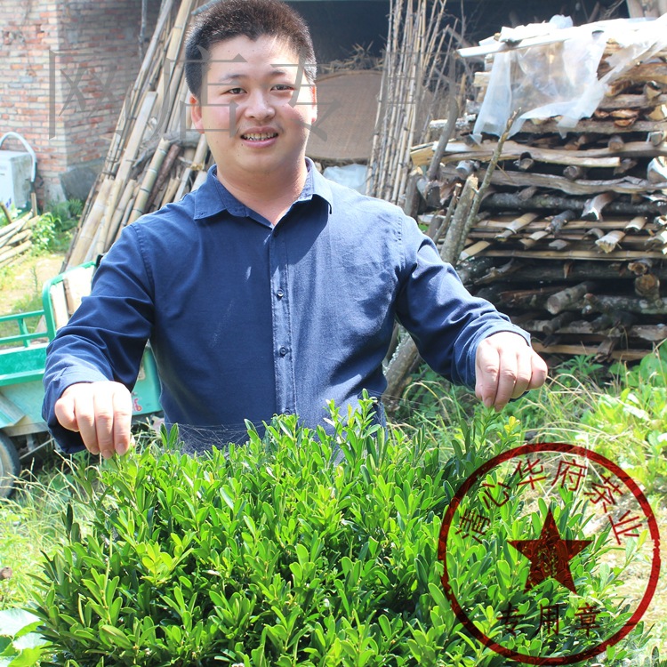 青茶韻香型正味清香口味蘭花香鐵觀音茶葉