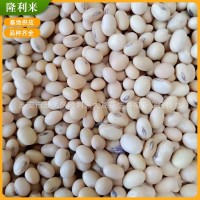 廠家供應(yīng)農(nóng)家自產(chǎn)翠扇蘇北大豆 黃豆磨豆?jié){做豆腐蘇北大豆