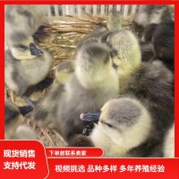 正宗獅頭鵝脫溫鵝苗 大種獅頭鵝苗活體 灰獅頭鵝活苗價格江蘇鵝苗