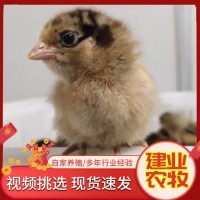 出售小雞仔 活體小種黑蘆花雞苗 湘黃土雞苗 五黑綠殼蛋雞苗 活體