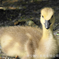 獅頭鵝活苗小鵝苗正宗特大種獅子頭鵝活體大鵝幼苗活物肉鵝小鵝仔