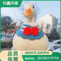 網(wǎng)紅鴨子柯?tīng)桒唽櫸秫喕铙w出售抖音寵物小鴨子 家養(yǎng)科爾鴨幼崽