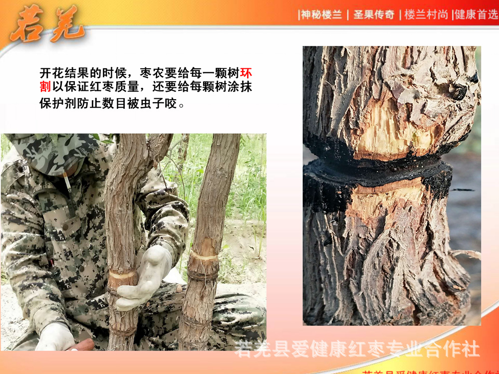 樓蘭村尚紅棗宣傳_20.jpg
