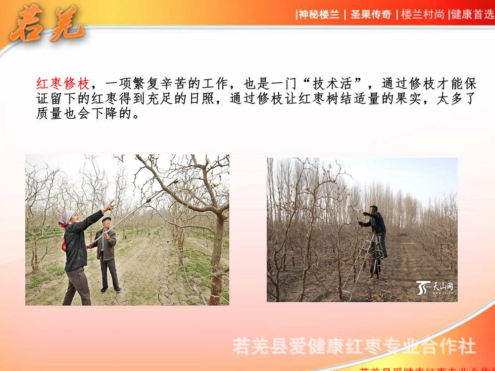 樓蘭村尚紅棗宣傳_11.jpg