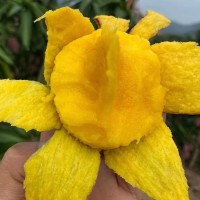 批發(fā)臺農(nóng)芒果海南小臺芒新鮮芒果臺農(nóng)直發(fā)芒果應(yīng)當(dāng)季水果現(xiàn)摘熱帶