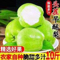 新品六月梨酥脆1號(hào)梨應(yīng)季新鮮水果早酥梨肉細(xì)味甜多汁產(chǎn)地直發(fā)