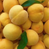 現(xiàn)摘現(xiàn)發(fā)蒙陰陜西黃金蜜黃毛桃多汁應(yīng)季新鮮水果5斤一件代發(fā)