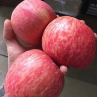 代辦 冷庫(kù)紅富士蘋果 水果批發(fā) 新鮮采摘當(dāng)季北方果