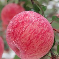 紅富士蘋果批發(fā)商 脆甜多汁 冰糖心蘋 果 新鮮水果產(chǎn)地 一件代發(fā)
