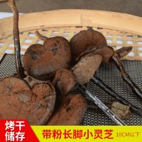 農(nóng)產(chǎn)品500g椴木紫靈芝 不苦帶粉長(zhǎng)腳黑靈芝 干貨特產(chǎn)10cm長(zhǎng)柄靈芝