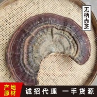 森林之愛野生無柄赤芝紅塊靈芝批發(fā)泡酒煮茶一斤裝無蒸煮無熏硫