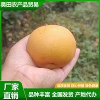 精品秋月梨 汁水充盈 肉質(zhì)細(xì)脆 果實略呈扁形 果形端正 昊田農(nóng)產(chǎn)品貿(mào)易